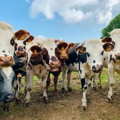 Eine Gruppe neugieriger Kühe mit gelben Ohrmarken blickt in die Kamera. Sie stehen auf einer schlammigen Weide unter blauem Himmel. Gott liebt alle Tiere, und diese Kühe sind ein Beweis dafür.