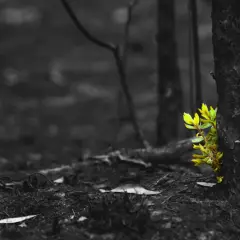 Grüne Triebe sprießen aus einem Baumstamm im Schwarz-Weiß-Wald. Ein Symbol für Jesus Hoffnung und neues Leben.