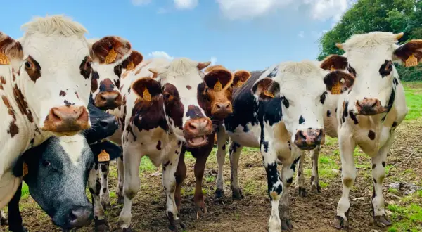 Eine Gruppe neugieriger Kühe mit gelben Ohrmarken blickt in die Kamera. Sie stehen auf einer schlammigen Weide unter blauem Himmel. Gott liebt alle Tiere, und diese Kühe sind ein Beweis dafür.