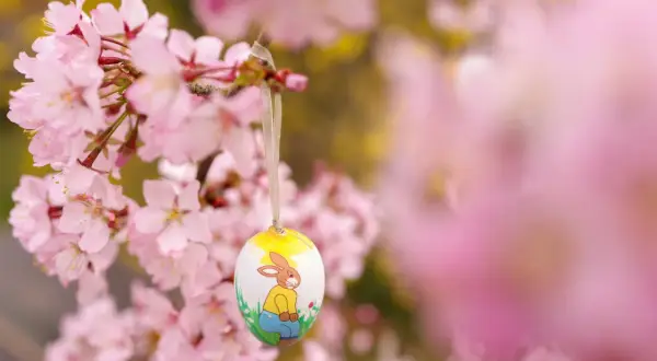 Ein bemalter Osterhase auf einem Ei hängt an einem blühenden Kirschbaum. Bald ist die Osternacht, die Zeit der Freude und des Neubeginns.