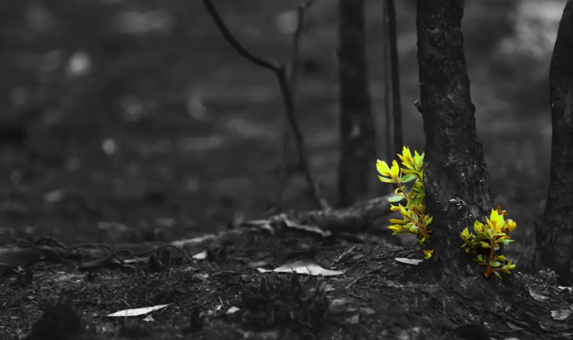 Grüne Triebe sprießen aus einem Baumstamm im Schwarz-Weiß-Wald. Ein Symbol für Jesus Hoffnung und neues Leben.